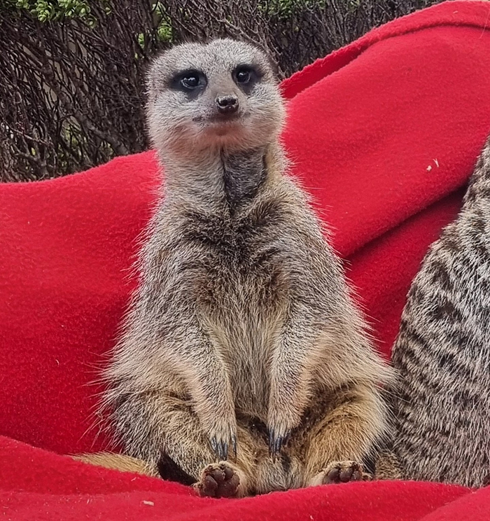 Meerkat sitting alert on a red blanket, one of the smartest animals studied according to science.