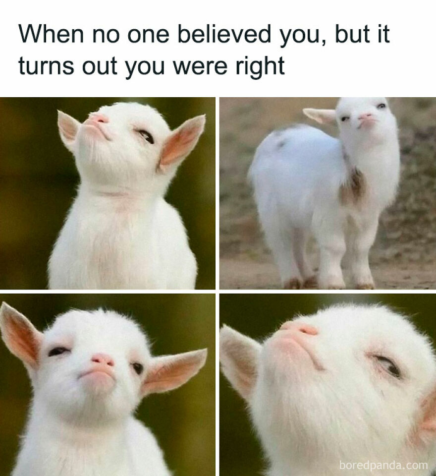 Cute white baby goat with confident expressions illustrating funny animal memes for a lighthearted mood.