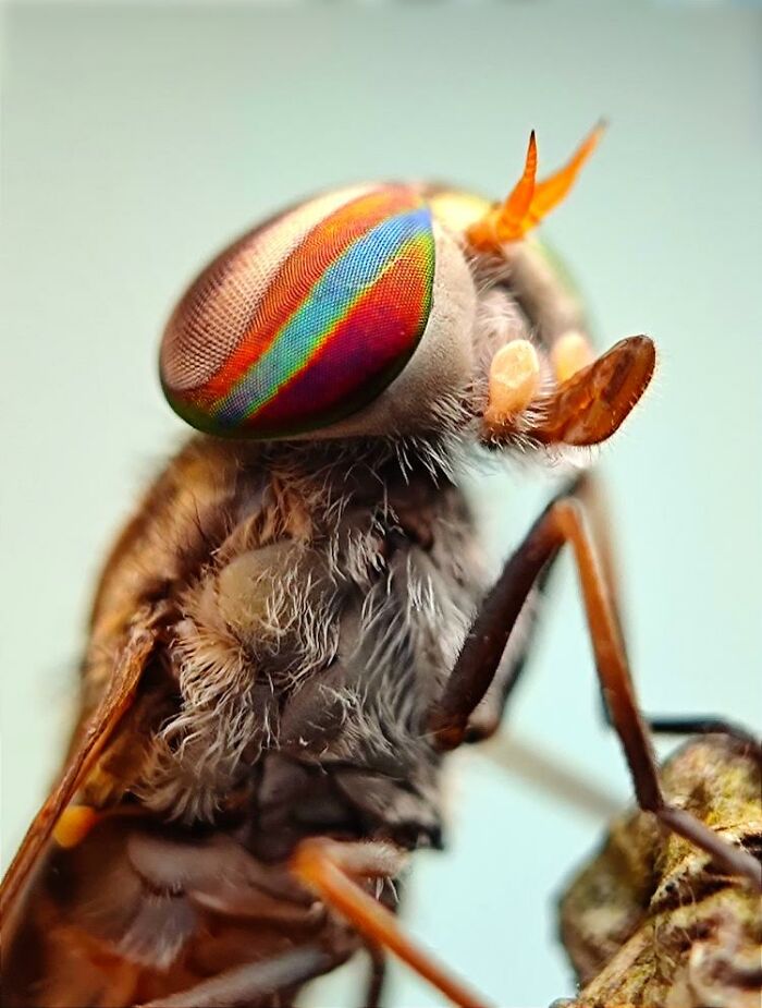 Close-up macro photo of a tiny insect showcasing colorful compound eye and detailed body hairs in a hidden world of tiny creatures.