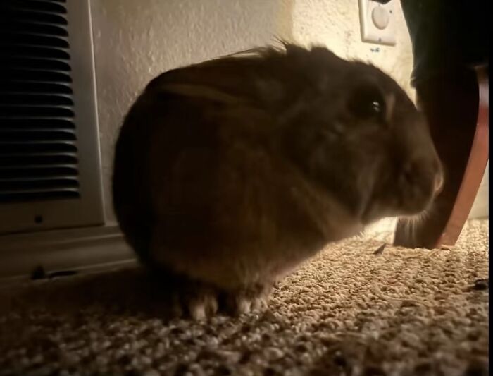 Close-up of an awkward photo of a pet rabbit sitting on carpet near a wall vent and furniture leg indoors.