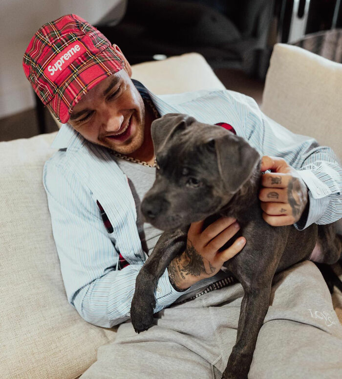 Liam Payne sitting on a couch, smiling and holding a black puppy, unrelated to Simon Cowell mental collapse discussion. Liam Payne sitting on a couch, smiling and holding a black puppy, unrelated to Simon Cowell mental collapse discussion.