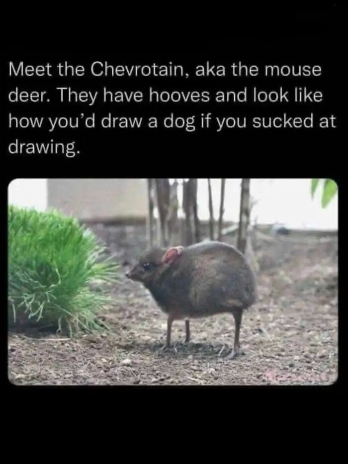 Funny and cute animal meme showing a chevrotain or mouse deer with hooves in a natural outdoor setting.