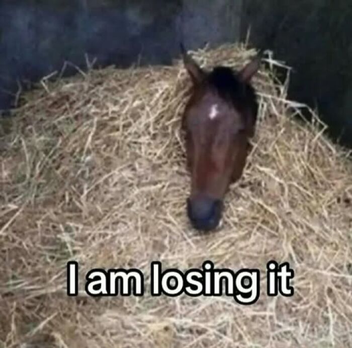 Horse lying hidden in a pile of hay creating an optical illusion, featured in pics that go hard collection.