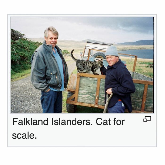 Two Falkland Islanders standing beside a truck with a cat on the tailgate in a funny Wikipedia gem discovery.