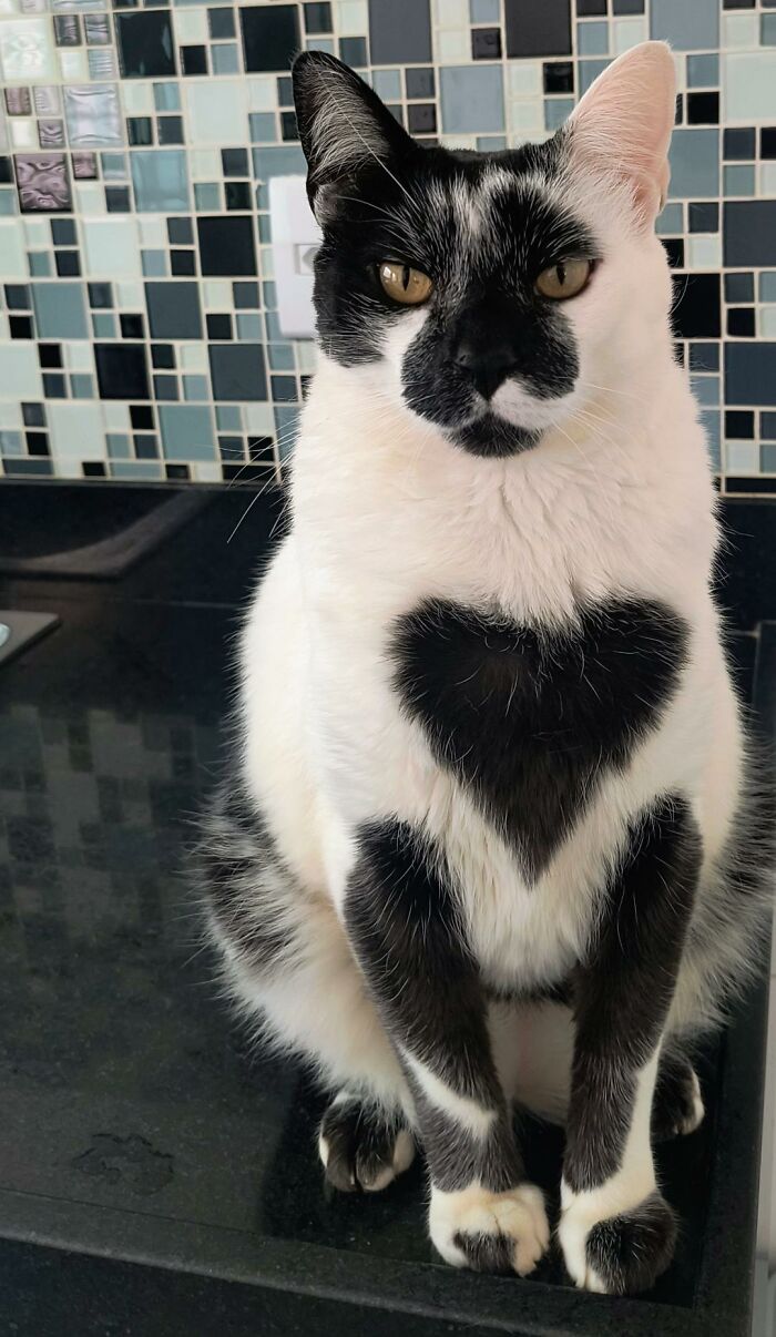 Black and white cat with a heart-shaped mark on chest sitting on a black countertop with tiled backsplash.