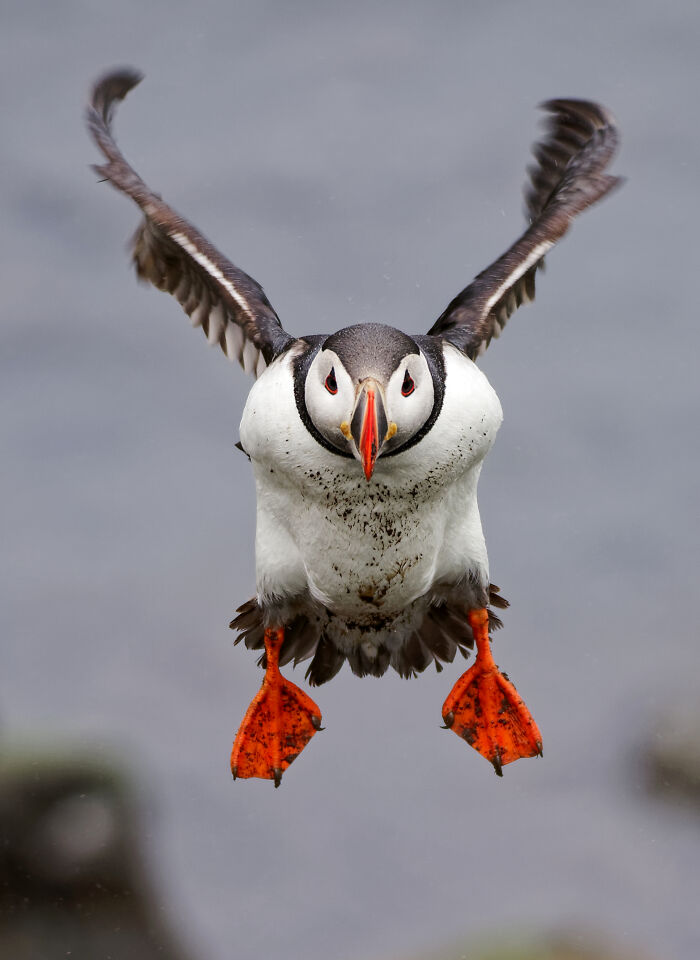 Puffin in mid-flight with wings spread and bright orange feet, captured in a stunning wildlife photo by Wikimedia Commons users.