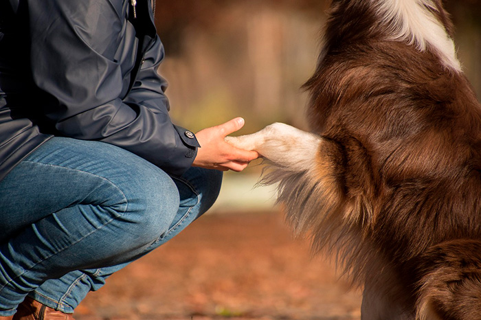 Person holding the paw of a brown and white dog, exploring the possibility of dogs being autistic like humans. Person holding the paw of a brown and white dog, exploring the possibility of dogs being autistic like humans.