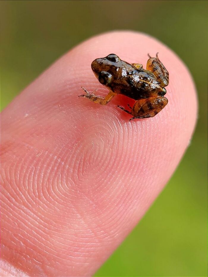 Tiny frog perched on a finger captured in incredible macro photo revealing a hidden world of tiny creatures by Aditya Bhat.