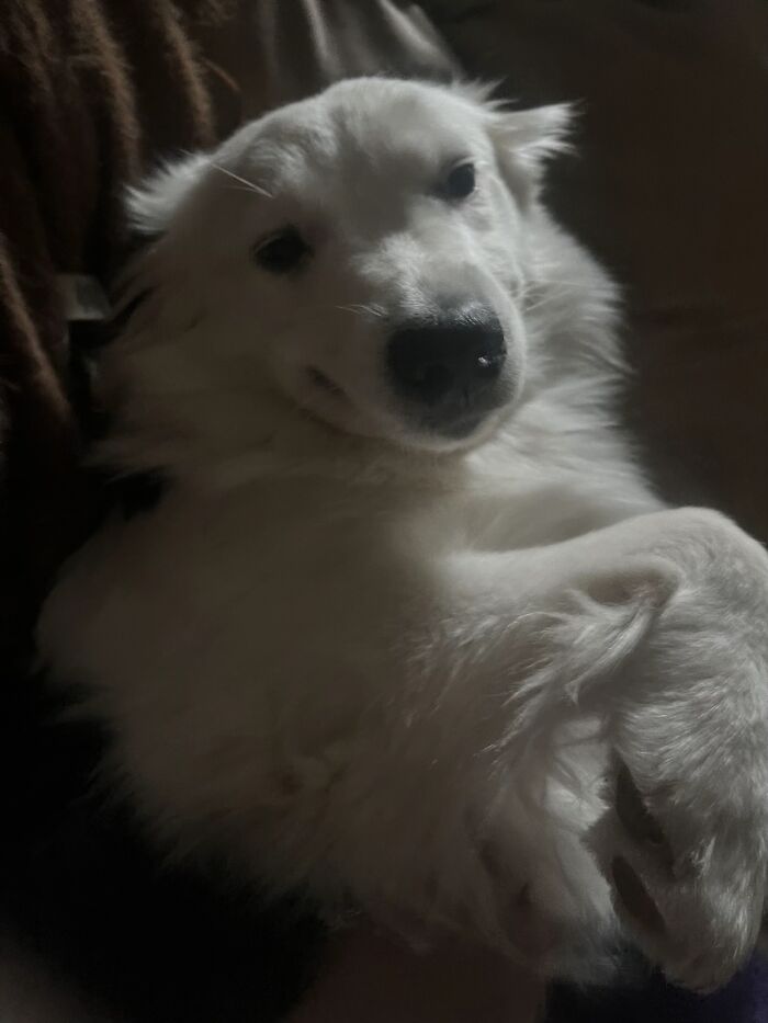 White dog making an awkward pose while resting, one of the funny awkward photos of pets shared by people.