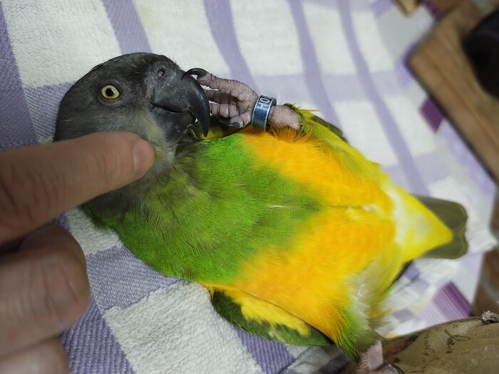 My Spoiled, Goofy, Cuddly Senegal Parrot (He Thinks He Owns Me)