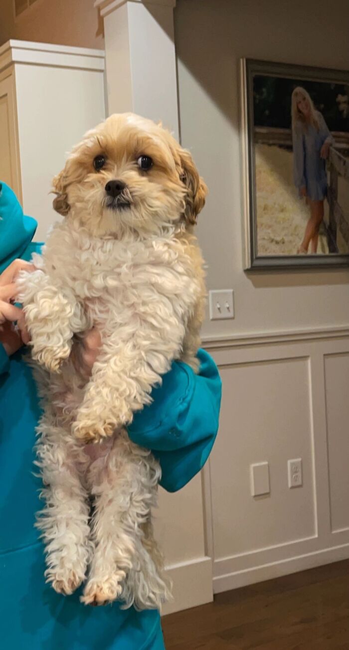 Small fluffy dog held awkwardly by a person in a blue hoodie, exemplifying awkward pet photos shared online.