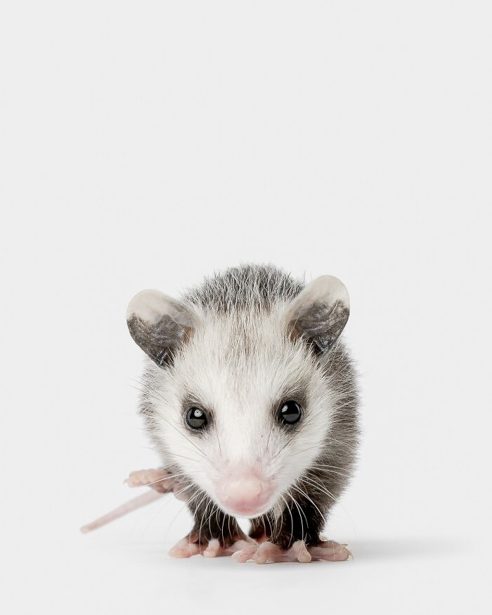 Young opossum with expressive face holding a small object, photographed by Greg Murray in a clean white studio setting.