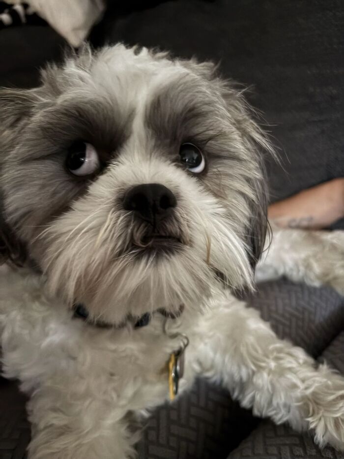 Small fluffy dog with wide eyes giving an awkward expression, one of the awkward photos of pets people shared online.