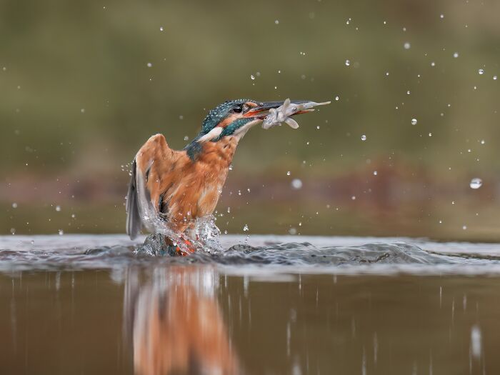 Kingfisher emerging from water with a fish in its beak, captured in a sharp, detailed wildlife photograph.