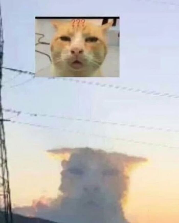 Cat face appearing confused with question marks above, cloud formation resembling a cat, pics that go hard liked by people.