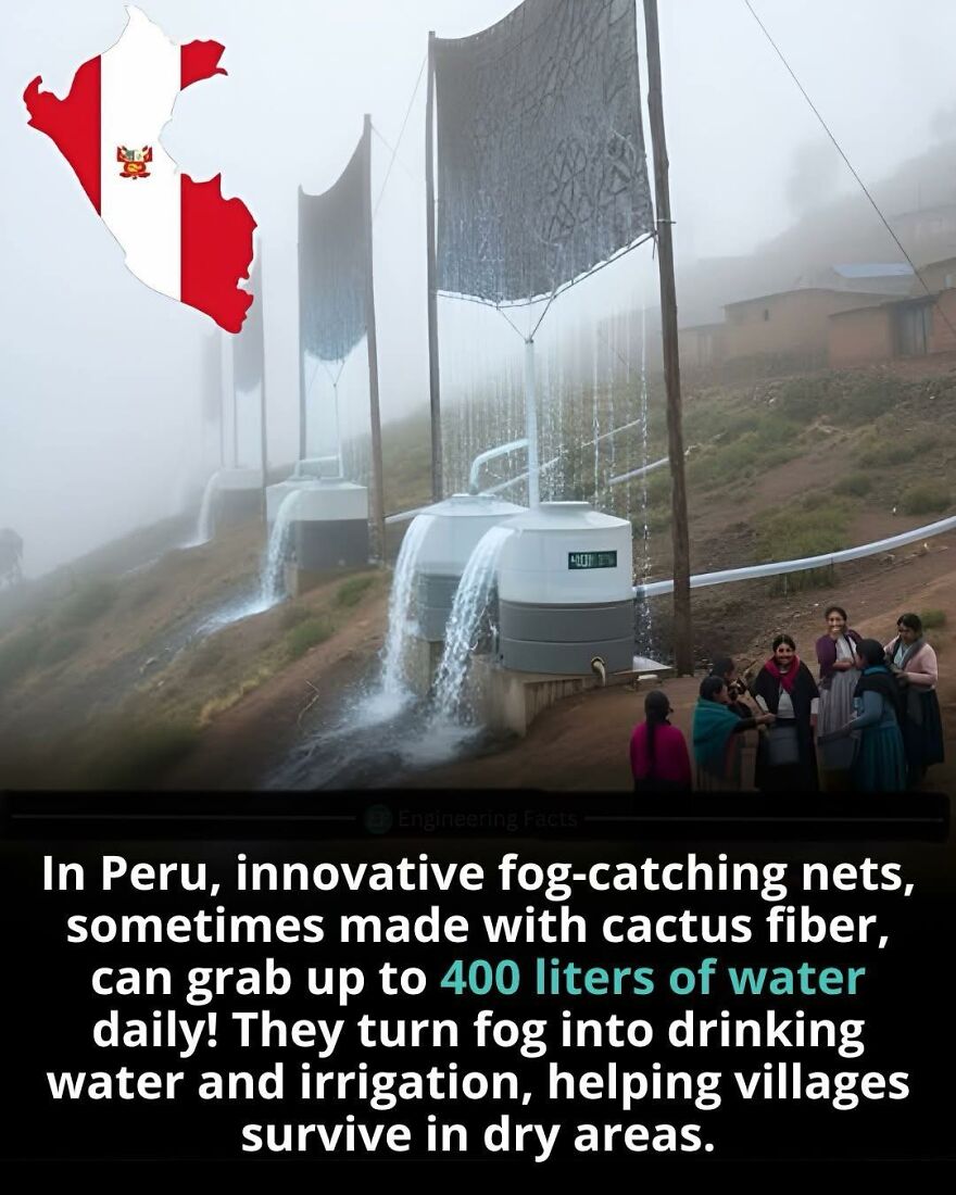 Fog-catching nets in Peru use cactus fiber to collect up to 400 liters of water daily, showcasing innovative facts about water survival.
