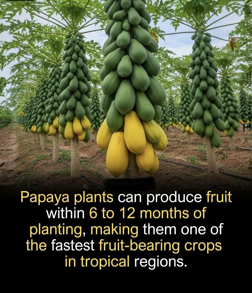 Papaya plants bearing fruit within 6 to 12 months in tropical regions, a fascinating fact for those who enjoy learning new things.