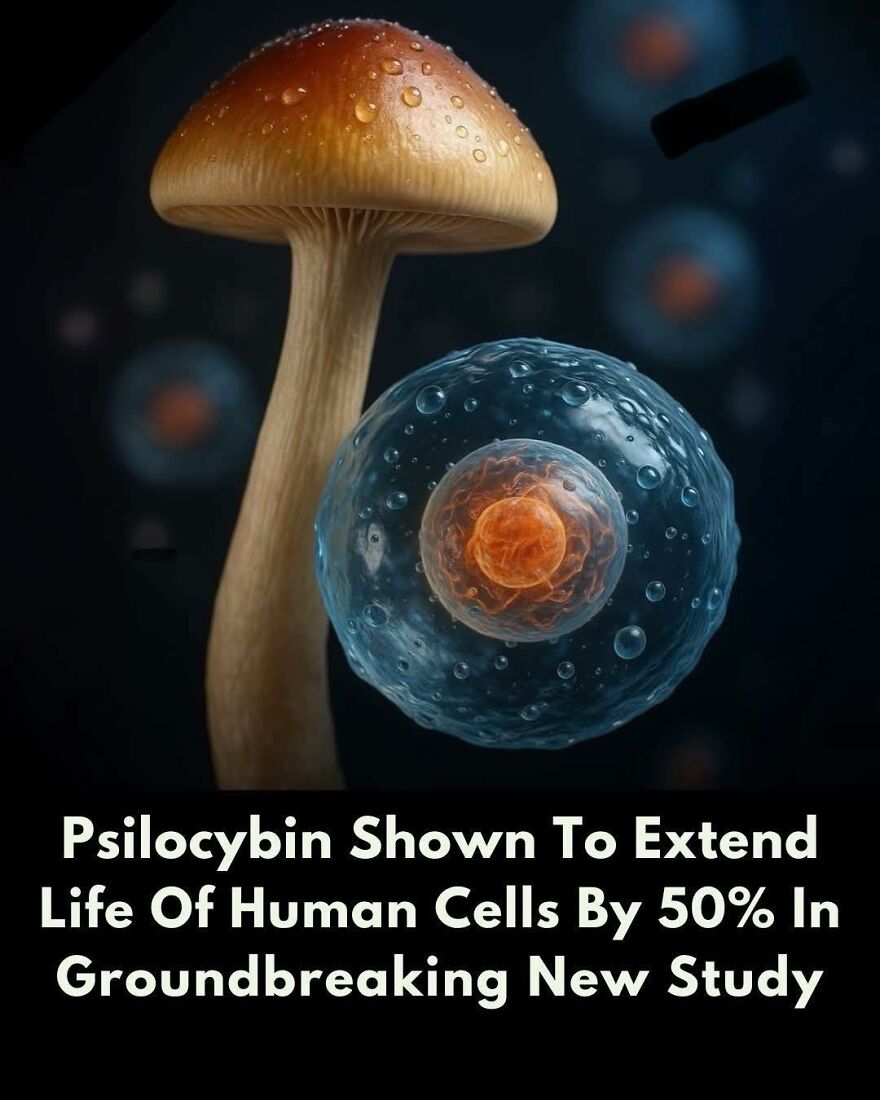 Mushroom and human cell illustration highlighting new scientific facts about psilocybin extending cell life by 50 percent.