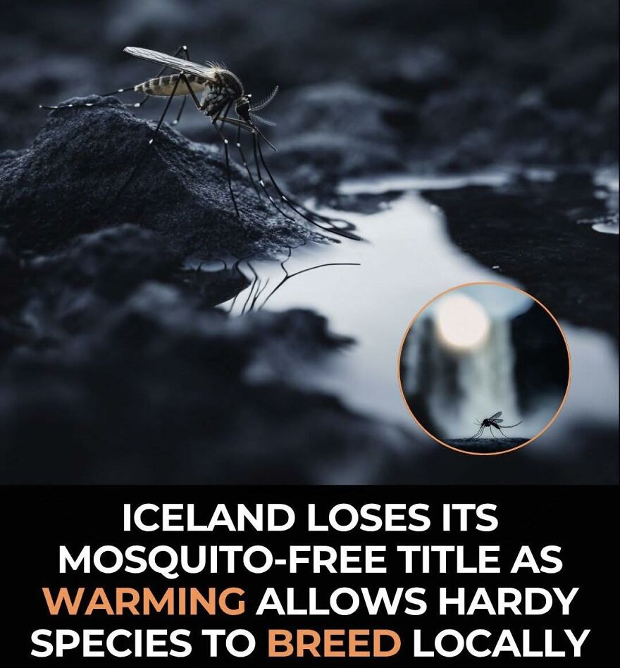 Close-up of a mosquito on dark ground with water, illustrating warming effects on mosquito breeding in new locations.