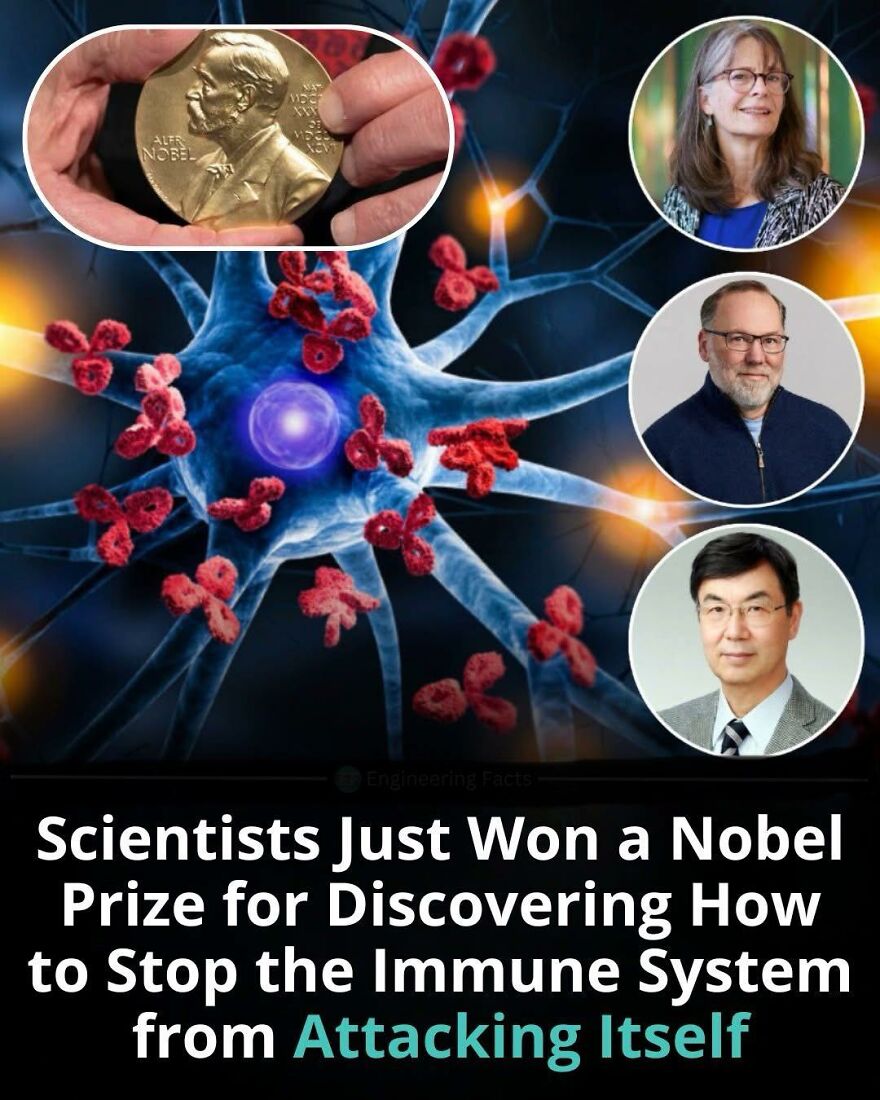 Scientists holding Nobel Prize for discovering how immune system stops attacking itself, learning about new facts.