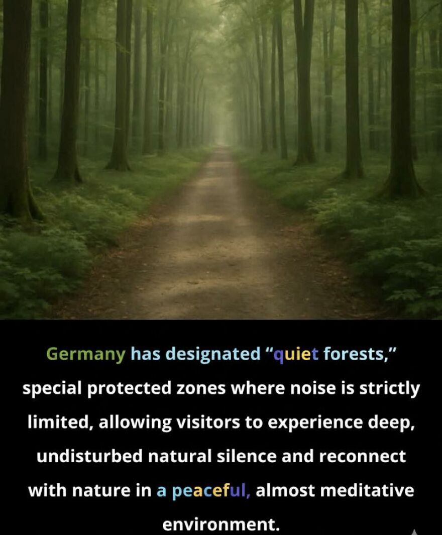 Path through a quiet forest in Germany, highlighting peaceful nature facts for those who enjoy learning new things.