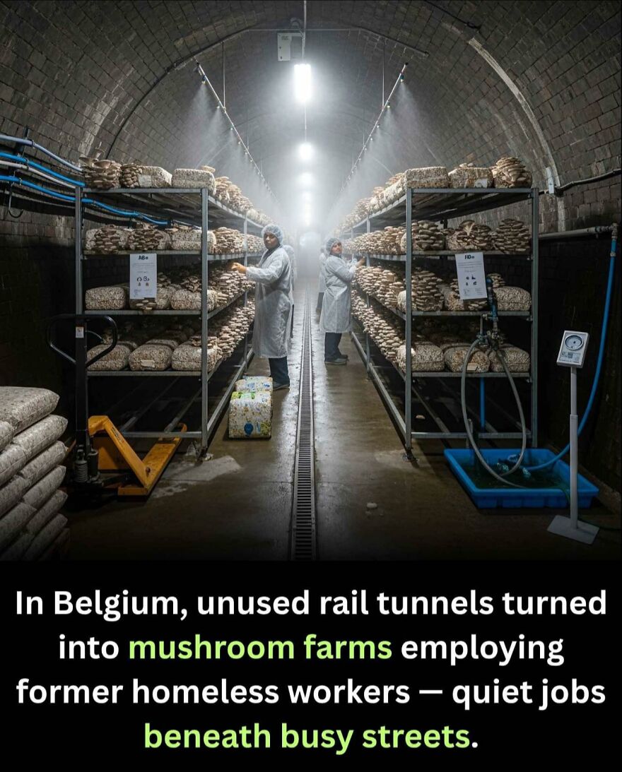 Mushroom farms in Belgium rail tunnels employ former homeless workers, a unique fact for those who like learning new things.