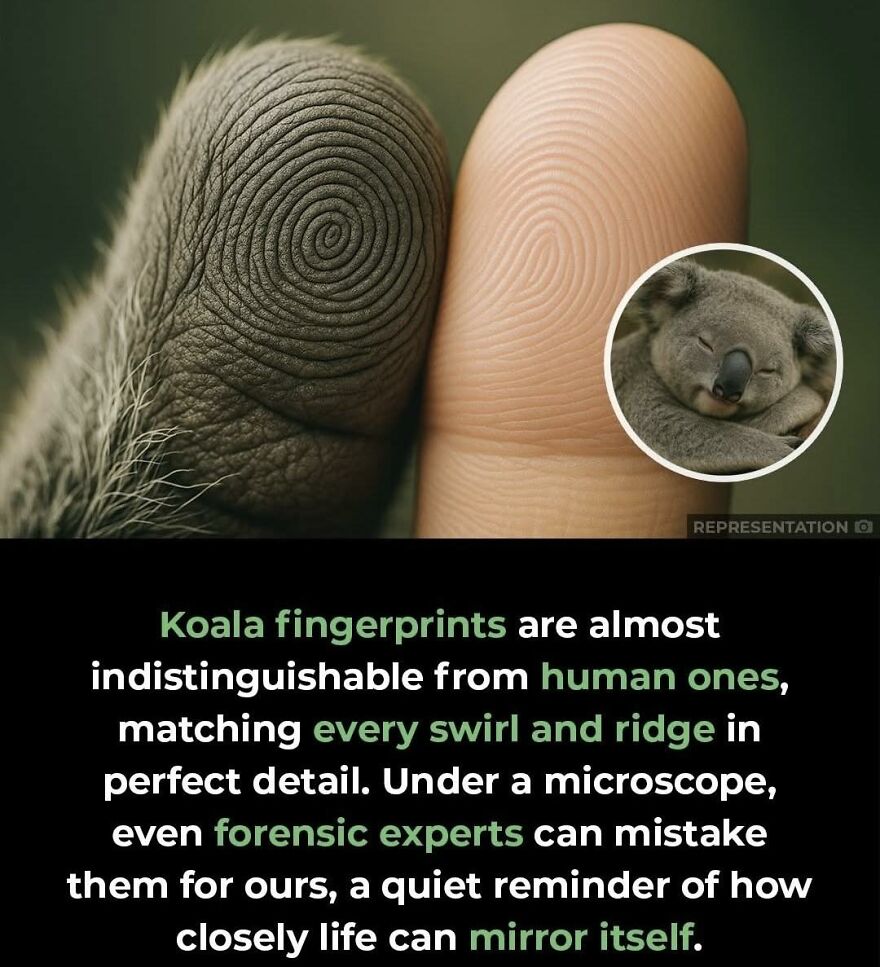 Close-up comparison of koala and human fingerprints showing detailed swirls and ridges, perfect for learning facts about new things.