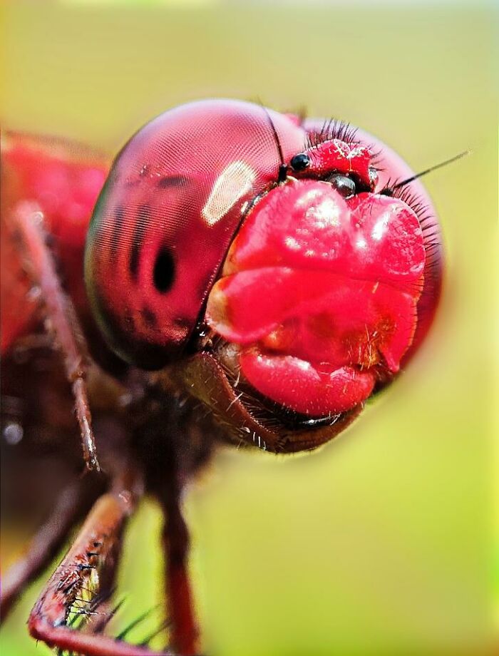 Close-up macro photo of a red dragonfly revealing intricate details of its eyes and face in a hidden tiny world.