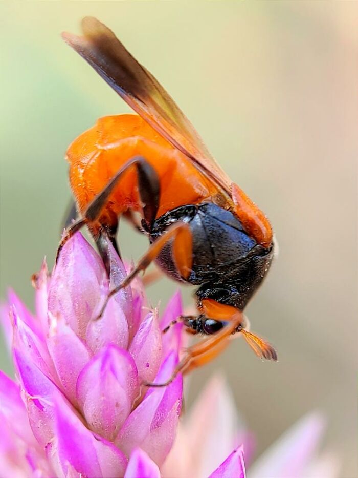 Close-up macro photo of a tiny orange and black insect perched on vibrant pink flower petals.