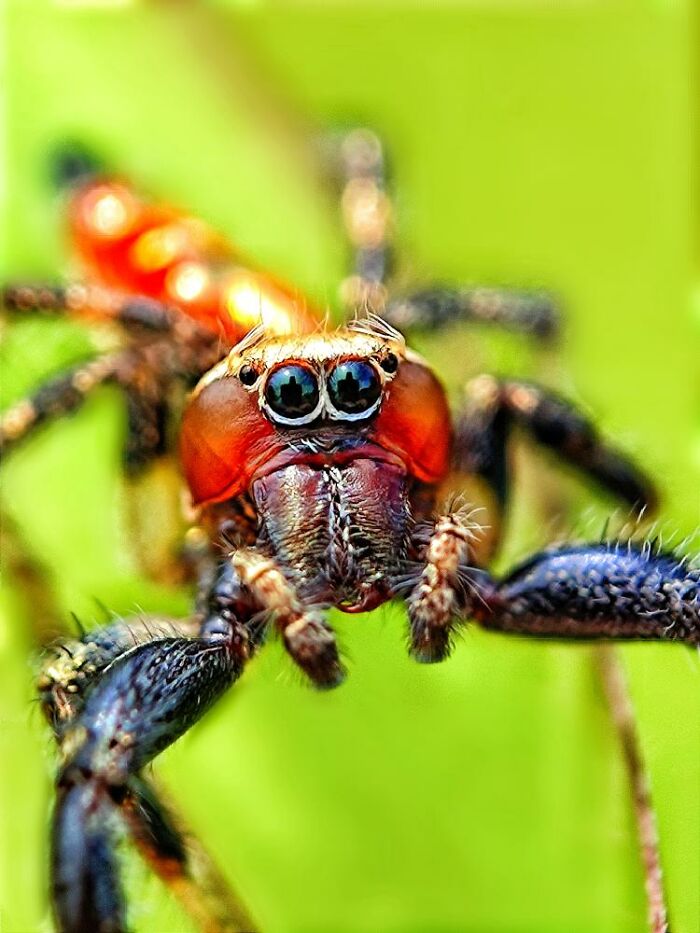 Macro photo of a tiny colorful spider revealing intricate details in a hidden world of tiny creatures on a green background.