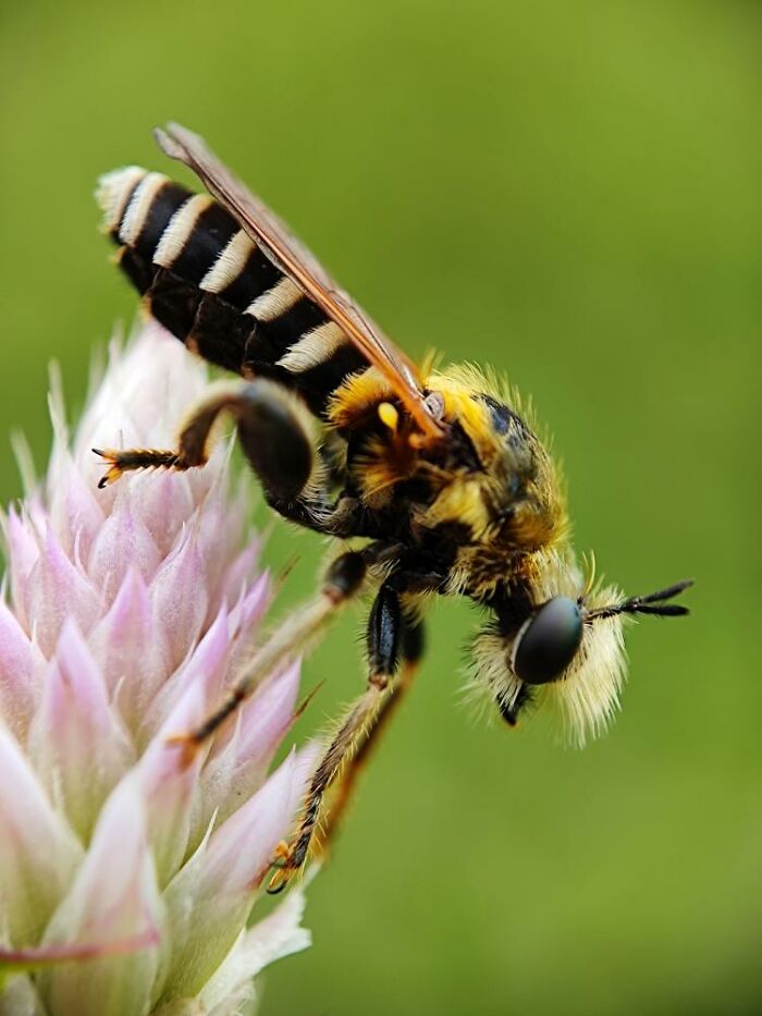 Macro photo of a tiny striped insect perched on a pink flower, revealing intricate details of the hidden world.