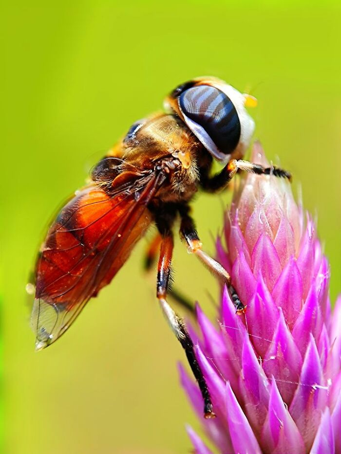 Close-up macro photo of a tiny insect with detailed wings and eyes on a vibrant pink flower bud.
