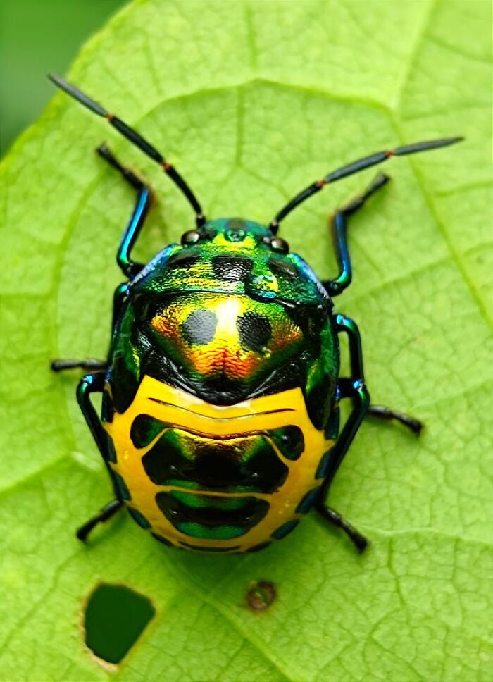 Colorful macro photo of a tiny iridescent beetle on a green leaf, showcasing hidden details of tiny creatures.
