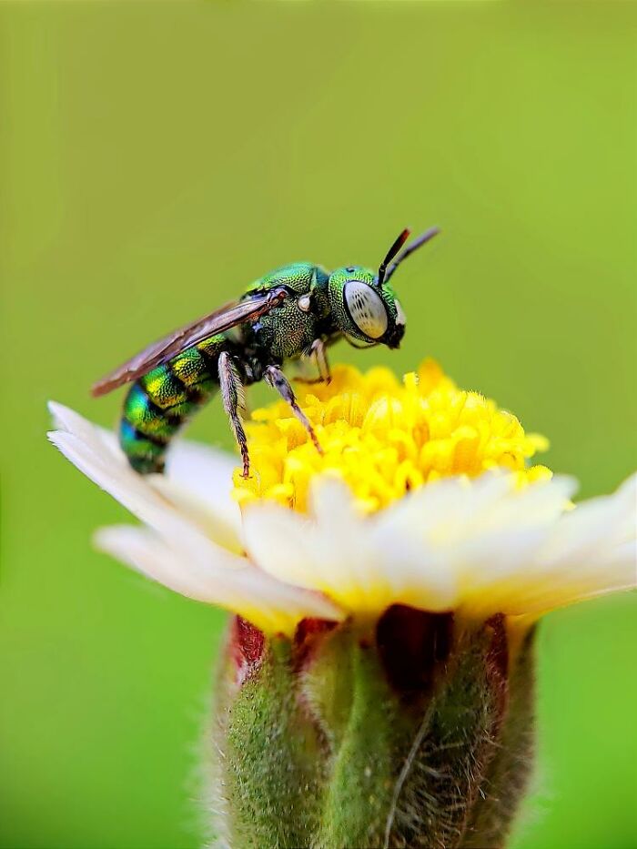 Close-up macro photo of a tiny iridescent green insect perched on a yellow and white flower petal.