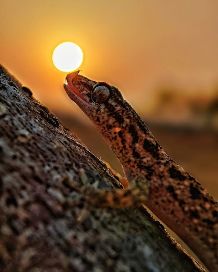 Macro photo of a tiny spotted gecko reaching towards the setting sun on a textured tree surface.