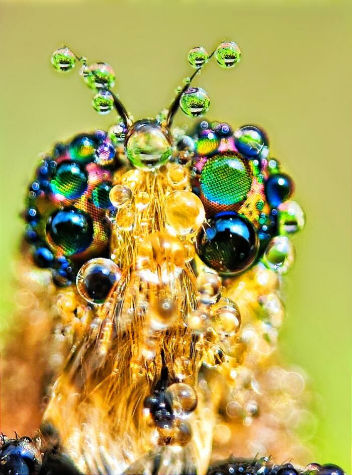 Macro photo of a tiny insect covered in water droplets, revealing intricate colorful eyes and delicate textures up close.