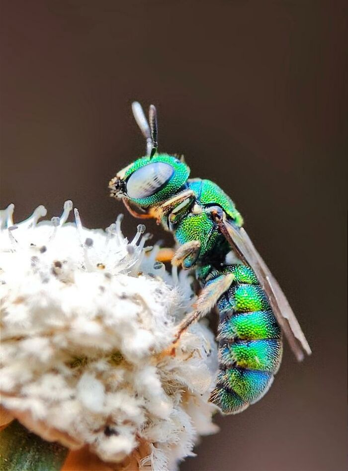 Close-up macro photo of a vibrant green tiny insect on a white textured surface revealing a hidden world of creatures.