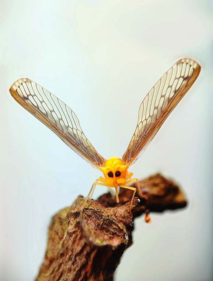 Macro photo of a tiny bright yellow insect with transparent patterned wings perched on a textured brown surface.