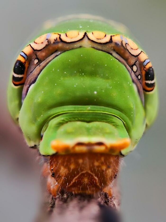Close-up macro photo of a green caterpillar with detailed orange and black patterned markings on its head.