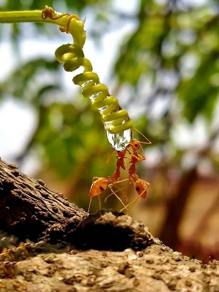Macro photo of two ants sharing a water droplet from a curled plant tendril on rough bark surface in nature.