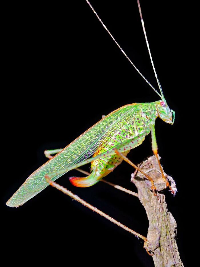 Close-up macro photo of a detailed green insect perched on a twig against a black background showing tiny creature features.