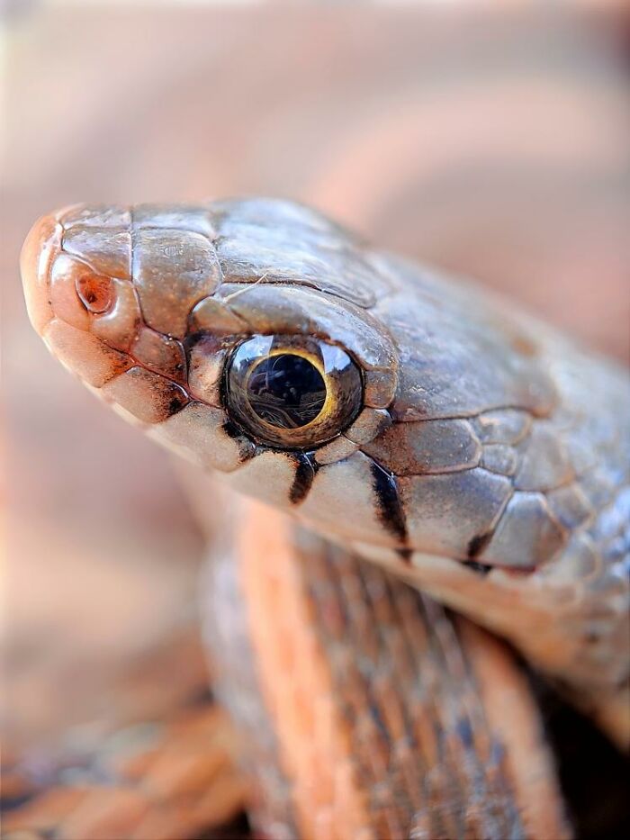 Close-up macro photo of a small lizard showcasing detailed scales and eye in a natural setting.