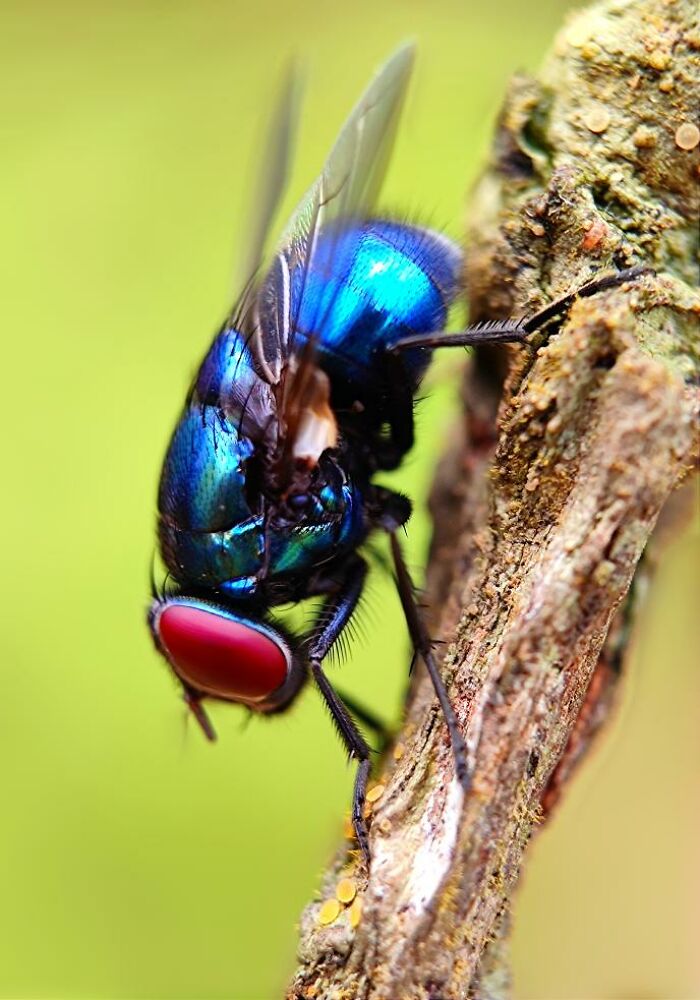 Macro photo of a vibrant blue fly with red eyes perched on textured wood, revealing a hidden world of tiny creatures.
