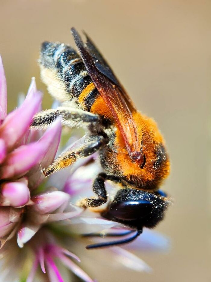 Close-up macro photo of a bee collecting nectar from a purple flower showing detailed tiny creature features.