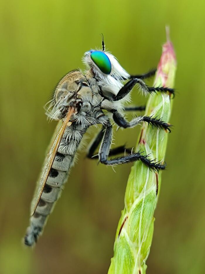 Macro photo of a tiny insect with vibrant blue eyes clinging to a green plant, revealing a hidden world of tiny creatures.
