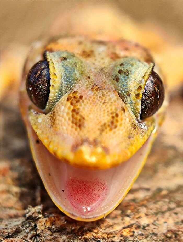 Close-up macro photo of a tiny creature showing detailed textured skin and large eyes in natural light.
