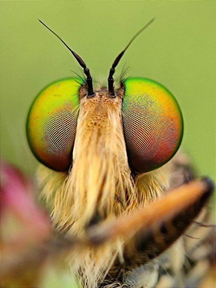 Macro photo of an insect showing intricate details of its colorful compound eyes and antennae in a natural setting.