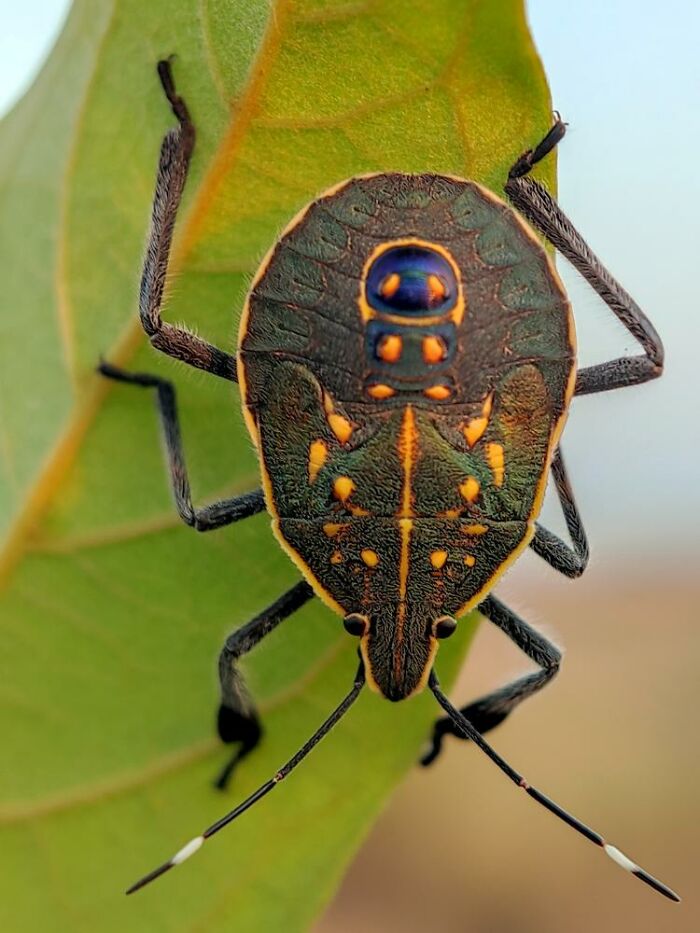 Close-up macro photo of a tiny colorful insect clinging to a green leaf revealing intricate details of its body.