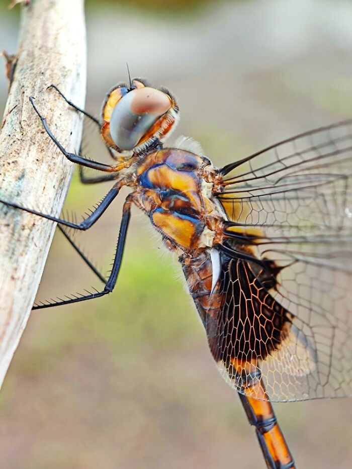 Macro photo of a dragonfly showing intricate wing patterns and detailed body textures of tiny creatures up close.