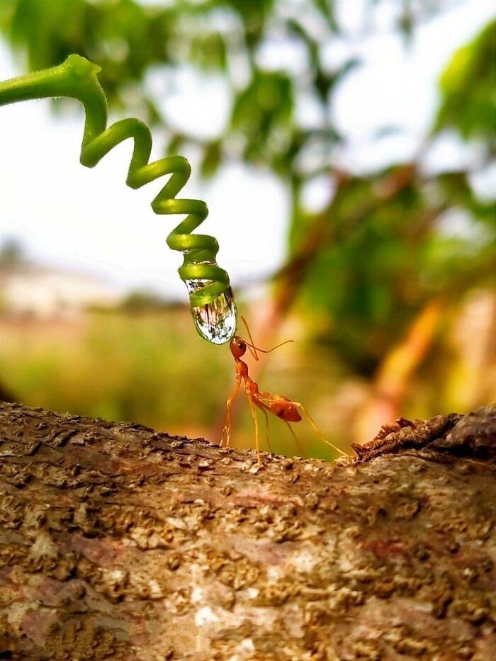 Macro photo of a tiny ant reaching for a water droplet hanging from a green plant tendril on a textured branch.